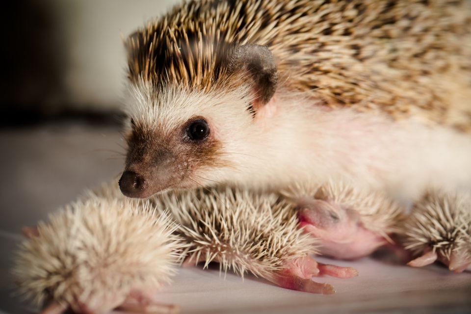 Dubai Aquarium & Underwater Zoo